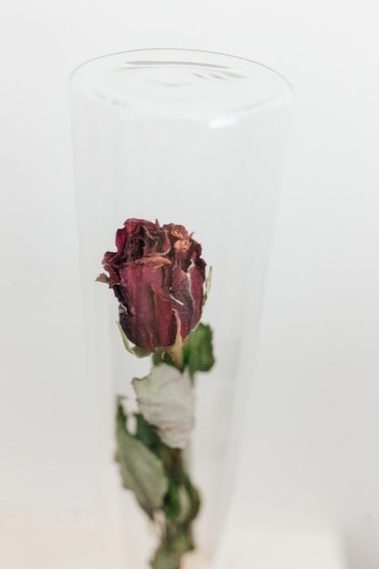 Gedroogde rode roos in stolp glas
