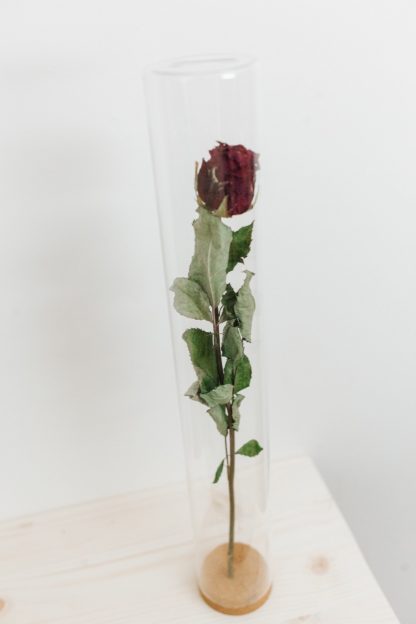Gedroogde rode roos in glazen stolp, origineel cadeau per post