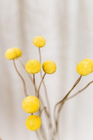 Craspedia bloemen geel extra groot